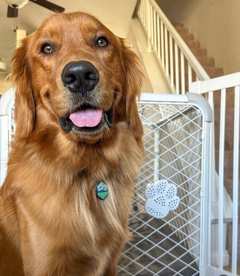 PLACE RESCUE RETRIEVER SMOKE DETECTOR ON CRATES OR DOORS TO SIGNAL FIREFIGHTERS WHERE TO SEARCH FOR YOUR PET.