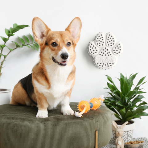 Corgi dog sitting on a green cushion with the Rescue Retriever paw-shaped smoke detector and plant in the background.
