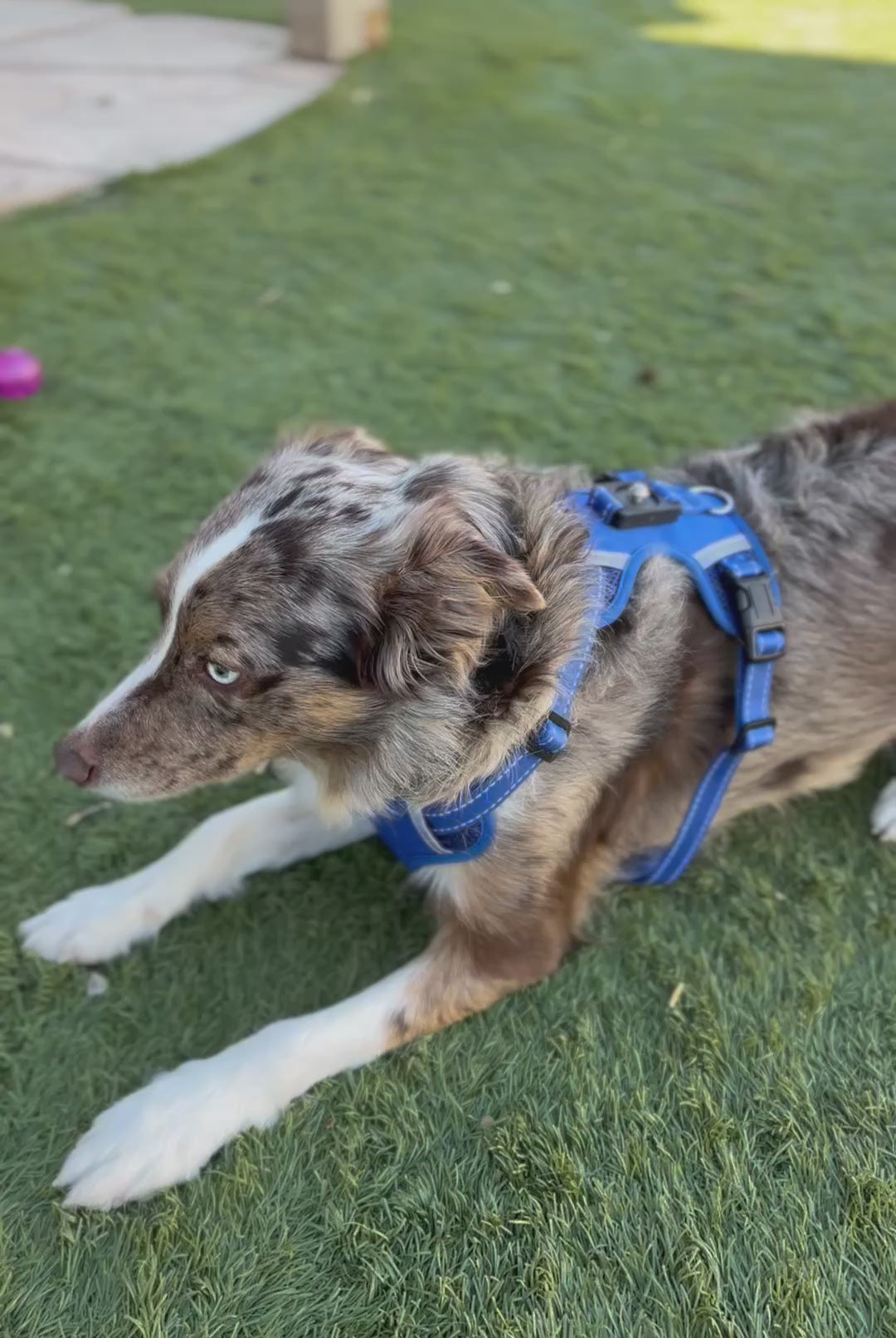 Clickette™ No-Pull Dog Harness & Leash Set | Magnetic Quick-Lock
